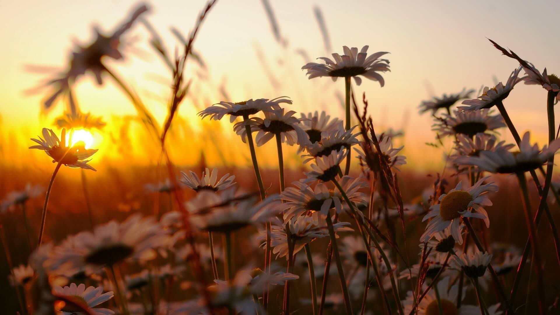 Daisies-Sunset-Nature